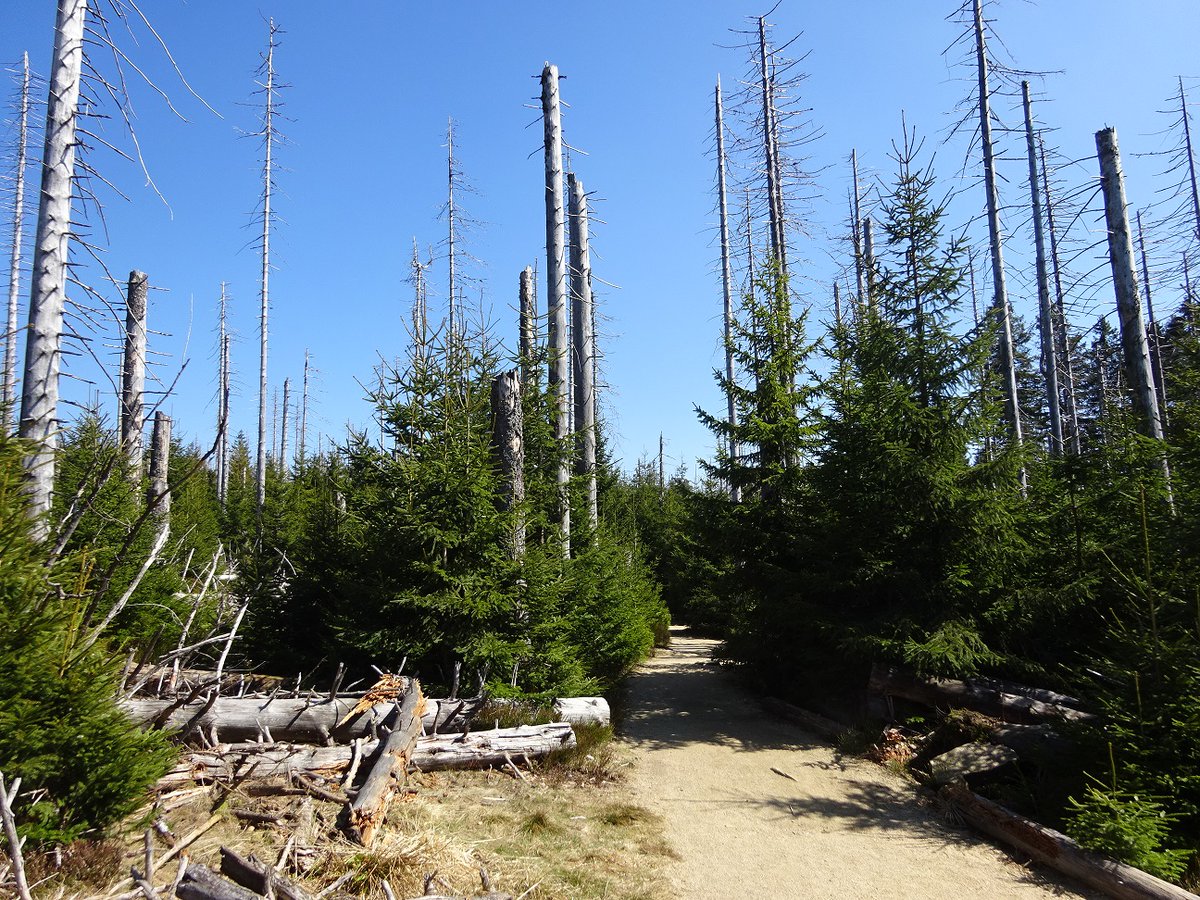 BirgitSusemihl's tweet photo. Eine meiner Lieblingsrunden im Oberharz: Um den Oderteich herum! So voll habe ich ihn noch nie gesehen. Erschreckend viele abgestorbene Fichten, aber auch viele junge, die nachwachsen. #oberharz #oderteich #wasserregal #bergbau #harz #wochenende #wegvomschreibtisch https://t.co/TeTfmUvceH