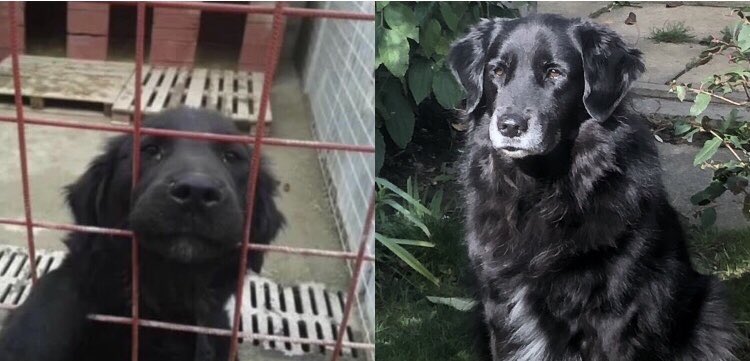 Does Roma really look like a stray who was happier on the streets 🙄 #rescuewithoutborders #AllLivesMatter #AdoptDontShop