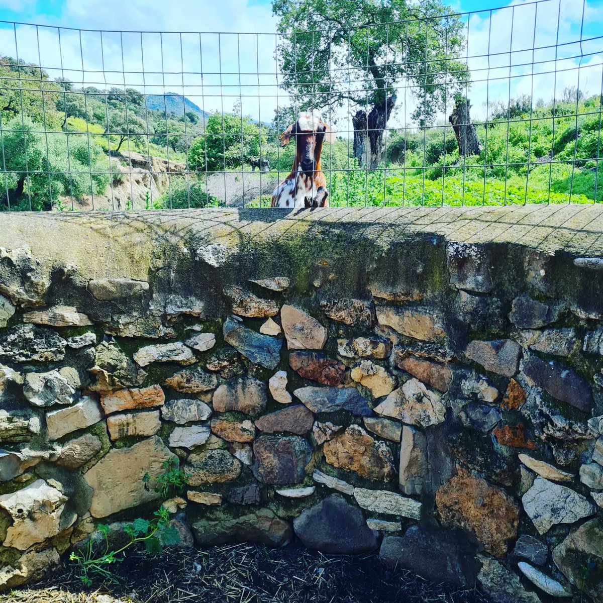 TeresaRodr_'s tweet photo. Ya ha dicho Juanma que va a convocar seguro seguro, así que yo por si acaso me he acercao corriendo a la Sierra para hacerme ya mi foto con cabrita 😁. En la segunda foto su madre diciendo "ya empezamos" y en la siguiente mis niñas diciendo "por fin mi madre hace algo divertido." https://t.co/b5yHzkvSfT