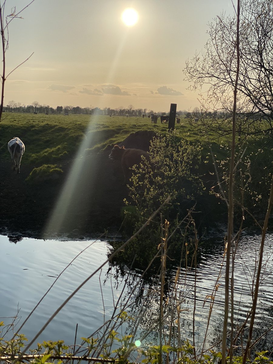 chefjokeeffe's tweet photo. The neighbours were all chats yesterday evening. Beautiful rural scenes along the banks of the Boyne. https://t.co/V8K2z76Zxt