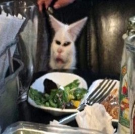 cats being scrunched tweet media
