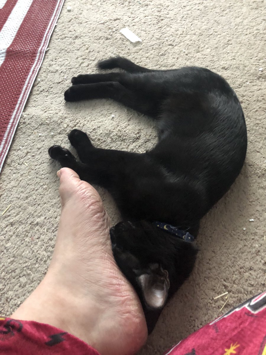 stacy_arsenault's tweet photo. Today we say goodbye to Keaton. He’s our first cat. Impossible to replace. Just turned 2 this week and his body is so full of cancer we cannot wait another day to let him go. 💔 https://t.co/NGMiIa68Oe
