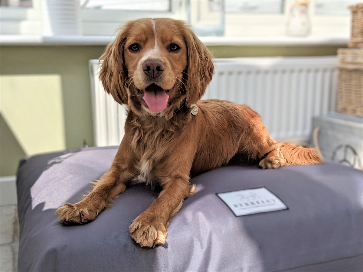 LOOKING FOR A NEW DOG BED?
Berkeley's Orthopaedic Dog Bed Mattress is beautifully made in the UK combining the latest pocket spring technology with traditional mattress making techniques for optimum comfort and joint support.
https://t.co/pX0H5legLC
#dogs #DogsofTwittter https://t.co/dUzGS6Iard