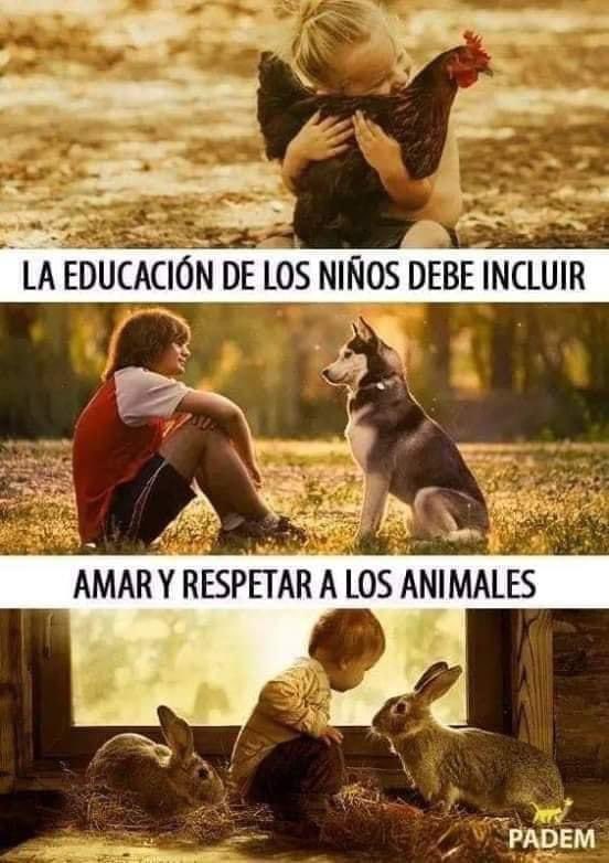 NecesitoUnPerro's tweet photo. https://t.co/hyhXYBSkXJ
