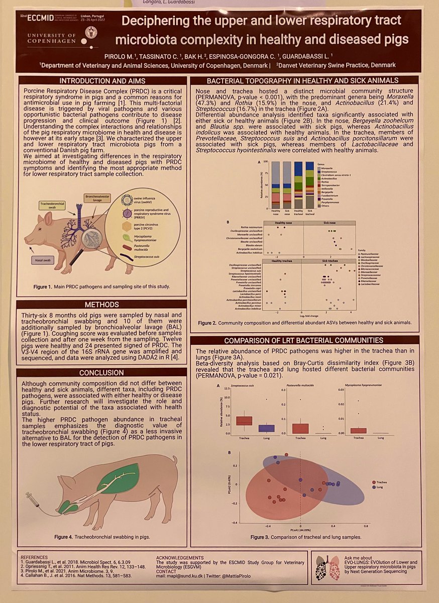 MattiaPirolo's tweet photo. Happy to present our latest results on the pig respiratory microbiome and its relationship with PRDC at #ECCMID22 with the support of @esgvm https://t.co/2inlwUUBTN