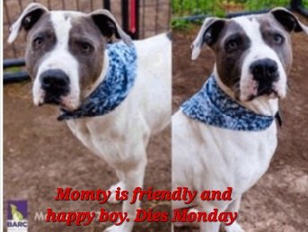 BARC TX Euthanasia listed for Monday 4/24 Ask me how to adopt out of state 

Monty will die Monday. Calm and quiet in kennel, will greet at the front of the kennel. 

MONTY 
A1579026 
(Neutered male) 
1 YRS
STAFFORDSHIRE MIX DOG
HW+
63.31 lb