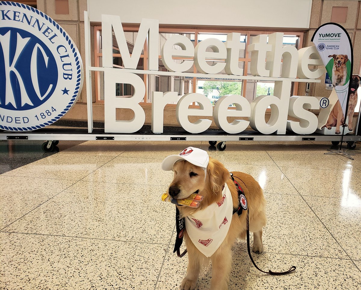 Kobalt_IST_Gold's tweet photo. 🐶Awesome time yesterday in my #RSFO hat @ MeetTheBreeds #Tampa!
But if your human has #foodallergies—no matter who they meet or where they go—they should #alwaycarrytwo EpiPens! It not nonsense, it’s just good dog-sense
#ThisIsAKC @oakley_red #RedSneakersForOakley #dogsoftwitter https://t.co/NjDN3s2QIL