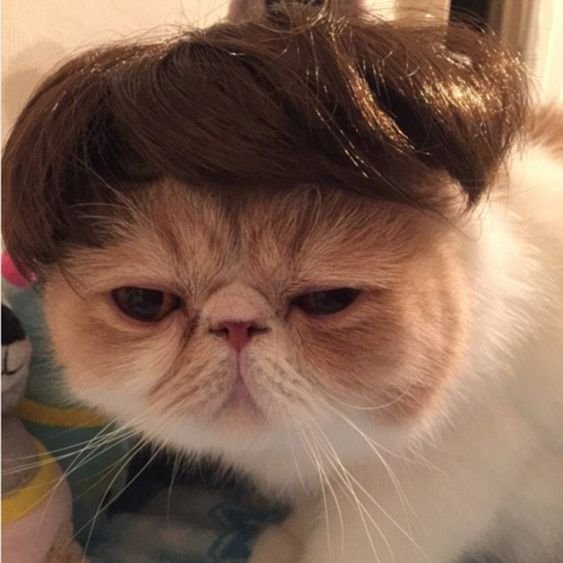 ten as cat 🐱 tweet media
