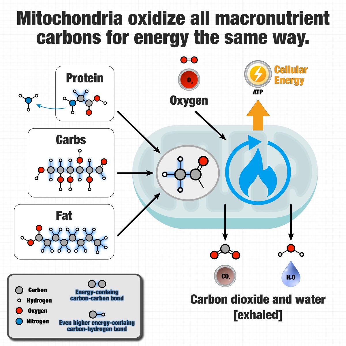 tednaiman's tweet photo. The 3 macros different wildly in transport and storage, as well as effects on satiety, hormonal responses, and a million other things. However, when it comes to the final step in energy metabolism, mitochondria are agnostic with the 2-carbon chains.

Just accessible biochem. ☺︎ https://t.co/tX0C5ez7Ao