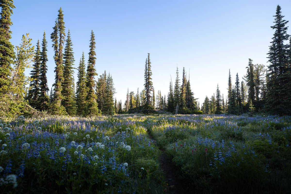 I can’t wait for more of these summer mornings in the backcountry of the PNW.