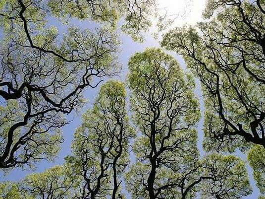 yalcindedeoglu's tweet photo. Taç Utangaçlığı (Crown Shyness)

Bazı ağaç türleri, birbirlerinin yapraklarına dokunmuyorlar. https://t.co/XSmq3RXvkg