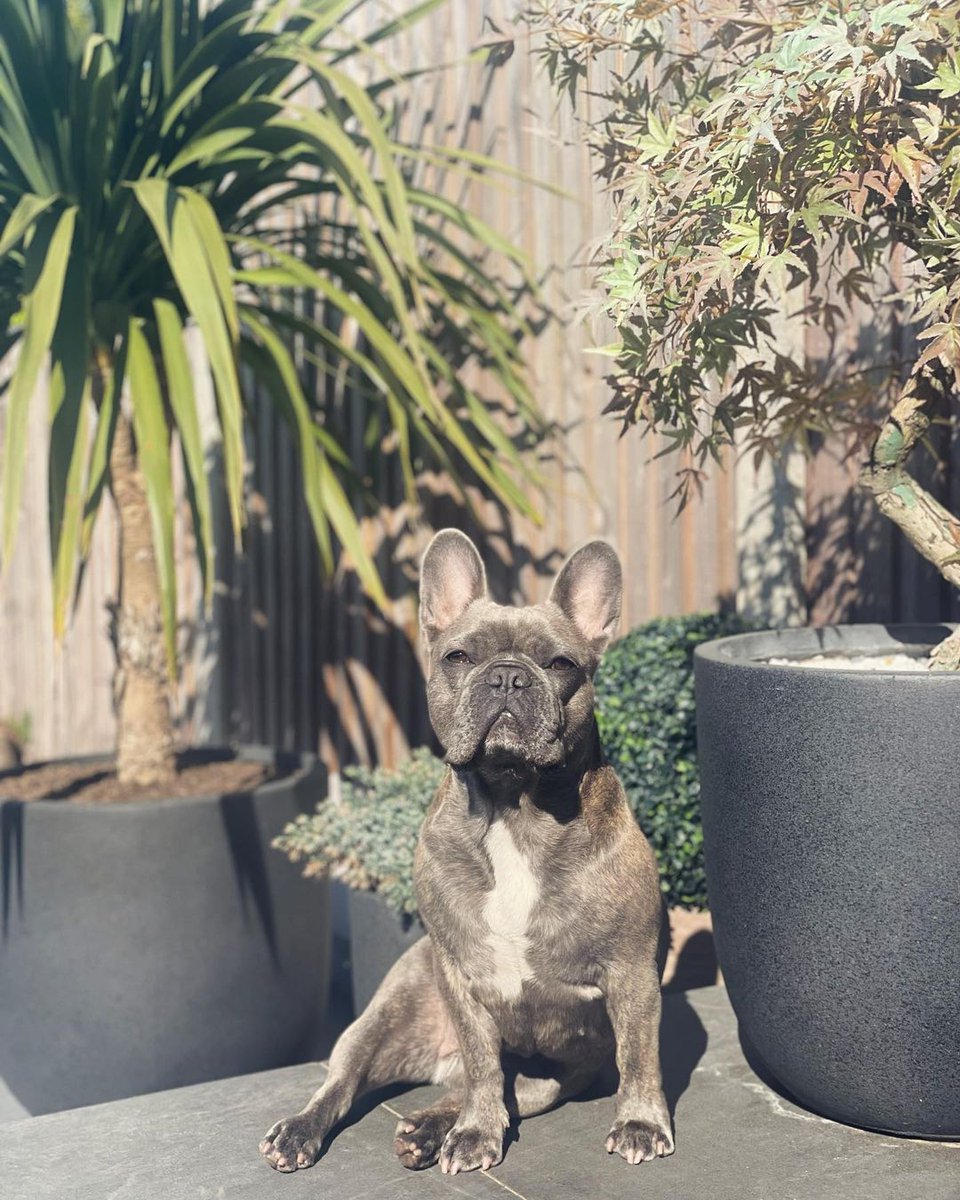 Strike a pose ..on the promise that I get sausages 😜🥰💖💖 . . . #frenchbulldog #frenchie #frenchiepuppy #cutepuppy #instafrenchie