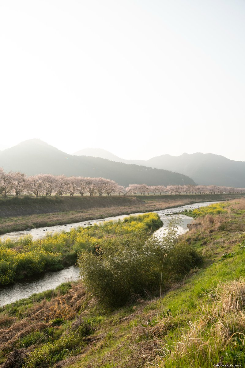 hodaka1326's tweet photo. 今年撮影した丹波の桜

また来年が楽しみ https://t.co/FkRYNId4Xf