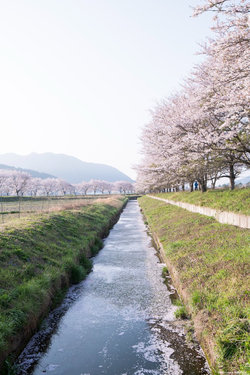 hodaka1326's tweet photo. 今年撮影した丹波の桜

また来年が楽しみ https://t.co/FkRYNId4Xf