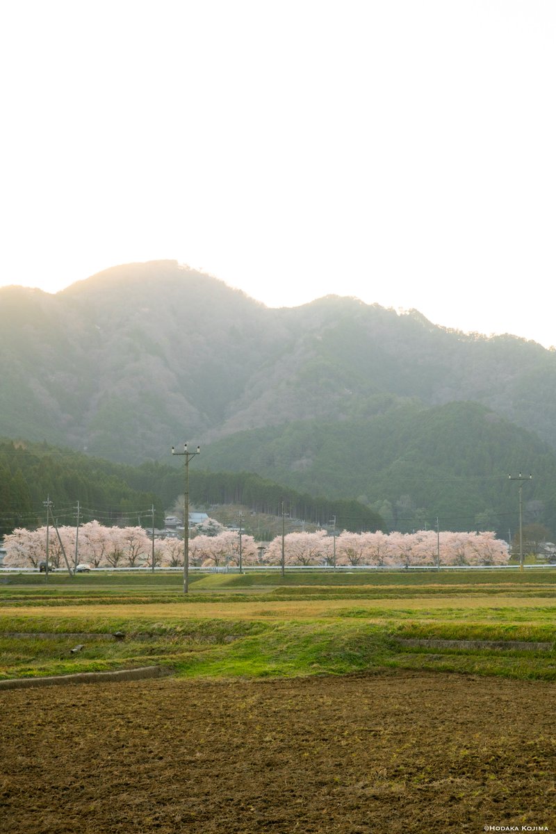 hodaka1326's tweet photo. 今年撮影した丹波の桜

また来年が楽しみ https://t.co/FkRYNId4Xf