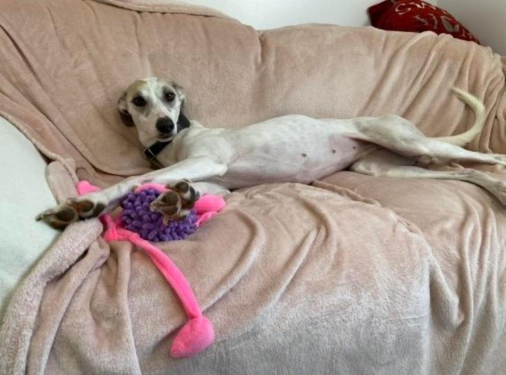 Please retweet to help Fleur find a home #BATH #UK 

Beautiful Lurcher aged 1. She can live with children of primary school age. She would be best as the only pet.
Contact the shelter for more info😀✅

DETAILS or APPLY👇
rspca.org.uk/findapet/detai……
#dogs #pets #Sunday #animals