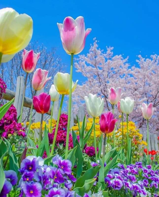 Tracy Harris tweet media