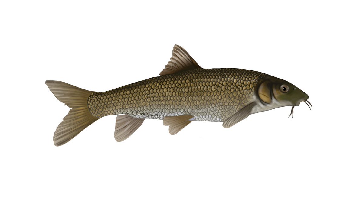 Today's #SundayFishSketch is an illustration of an Ebro barbel (Luciobarbus graellsii). Native to the #IberianPeninsula, it was introduced to some rivers of #Tuscany around 1998.