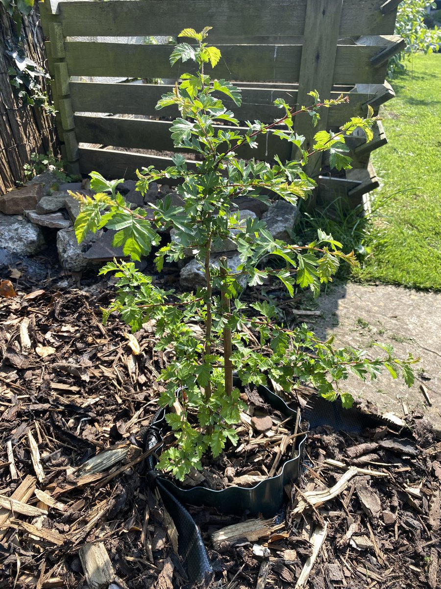4spiritdancer's tweet photo. One year on and the Hawthorn is thriving @innocent 🥰 https://t.co/oi15l6Z7ed