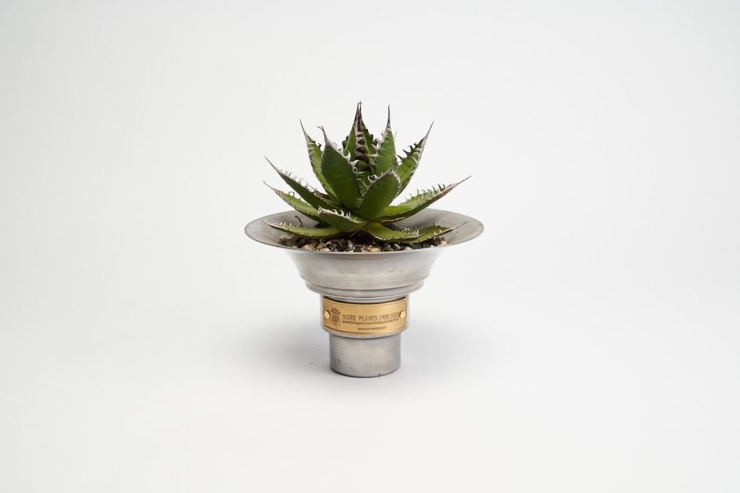 Smile1688H's tweet photo. @Smile1688H Restock 🌪🌪🌪🌪
#makeplantsforfun #makeplants4fun
#agave #agavetitanota #嚴龍 #龍舌蘭 #鐵盆 #塊根植物 https://t.co/peScKt94S8