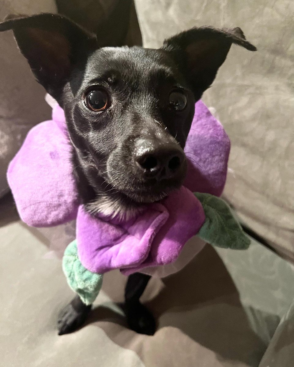 HsuTV's tweet photo. Happy Pet Parent Day! #LuvLilo https://t.co/zR3DrfiP3E