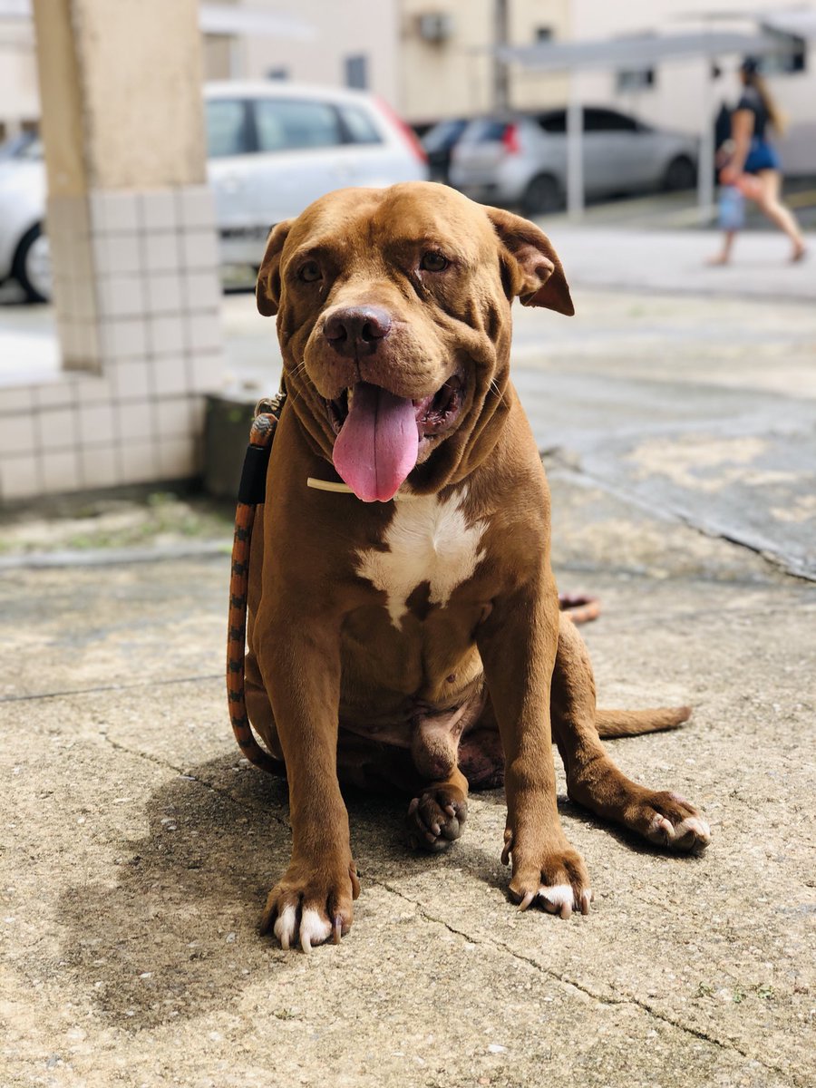 laercio41's tweet photo. #rednoose #pitbull https://t.co/oVJOTaLyvI