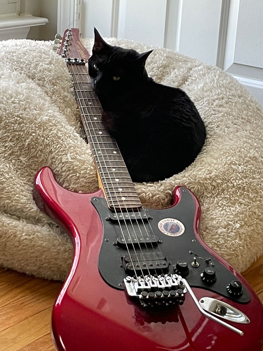 Not every cat can be a rock star  #CatsOfTwitter #CatsOnTwitter