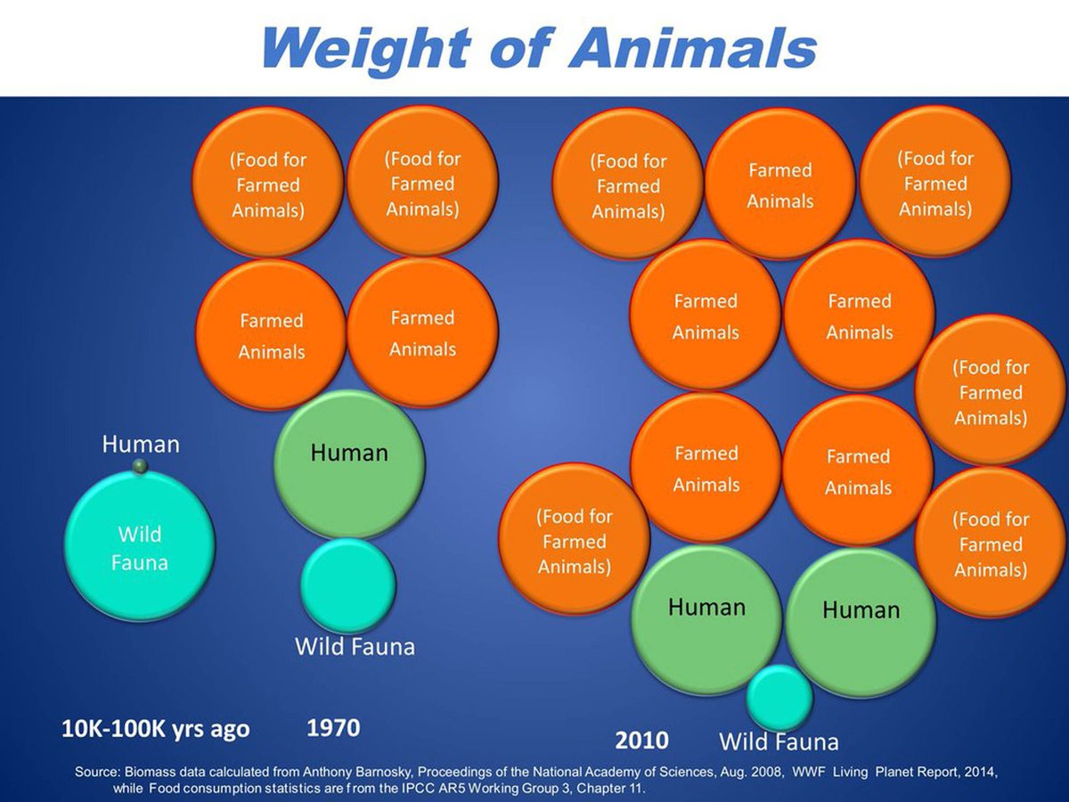 Mo Brock #Pigoneer #VeganLandMovement 🌻💛💙 🇺🇦 tweet media