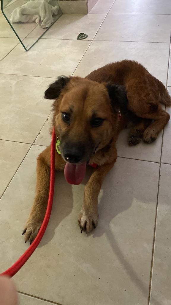 natbarrios21's tweet photo. La familia de Nachito nos lo devolvio🥺 Necesitamos URGENTE un hogar de paso o permanente donde sea el unico perrito! Nachito es muy territorial por lo que no puede estar en la vet porque es libre de jaulas. Su familia no lo quiere tener mas tiempo! https://t.co/Q8zS2ckvXn