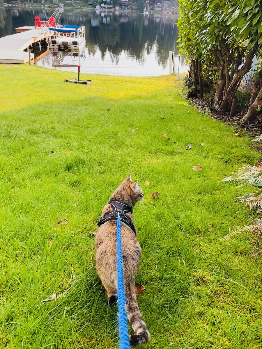 HazelandRemy's tweet photo. It’s #SundayFunday at the lake. First duties are #LakeWatch and #Hedgewatch while walking mum on the leash on #SundayMorning! 🐟 🦅 🛶 ❤️— Hazel #sundayvibes #cats #CatsOfTwitter https://t.co/05oVdlWhLt