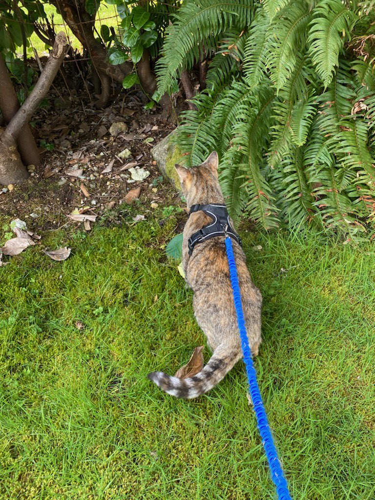 HazelandRemy's tweet photo. It’s #SundayFunday at the lake. First duties are #LakeWatch and #Hedgewatch while walking mum on the leash on #SundayMorning! 🐟 🦅 🛶 ❤️— Hazel #sundayvibes #cats #CatsOfTwitter https://t.co/05oVdlWhLt