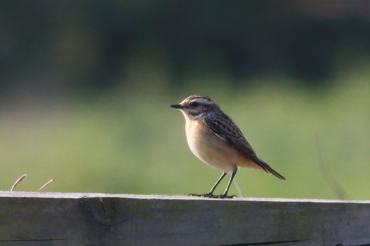 TonyBlake9's tweet photo. Terrific spring birding at Wood Farm in Stanmore early this morning. First a Whinchat, then a Wheatear in the same spot. A Raven over is still quite unusual here and finally a singing Lesser Whitethroat (didn't want to show for a photo) #londonbirds #woodfarmbirds @harrowncf https://t.co/9Xc7DamTUQ