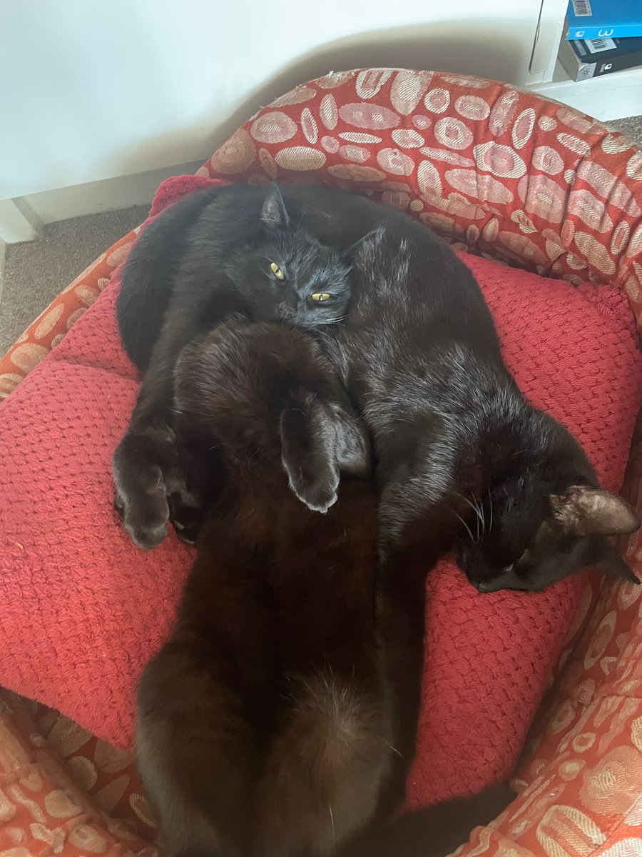 RonKnope's tweet photo. Always wear your heart on your sleeve, and your sister on your head 
#swanson #CatsOfTwitter https://t.co/5HXTVgbDLX