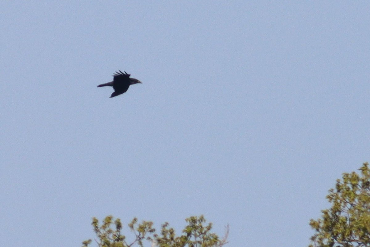 Terrific spring birding at Wood Farm in Stanmore early this morning. First a Whinchat, then a Wheatear in the same spot. A Raven over is still quite unusual here and finally a singing Lesser Whitethroat (didn't want to show for a photo) #londonbirds #woodfarmbirds @harrowncf