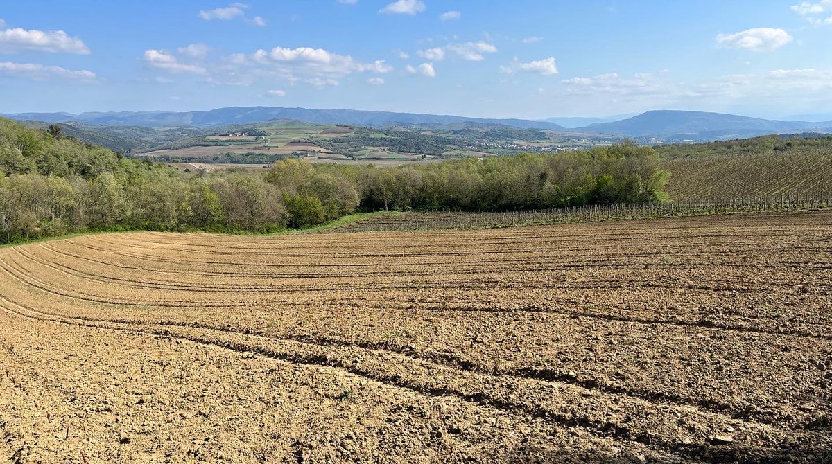 Amazing what a few days of sunshine and a good drink of water can do to a baby vine! #chardonnay #vinbio #organic #organicviticulture