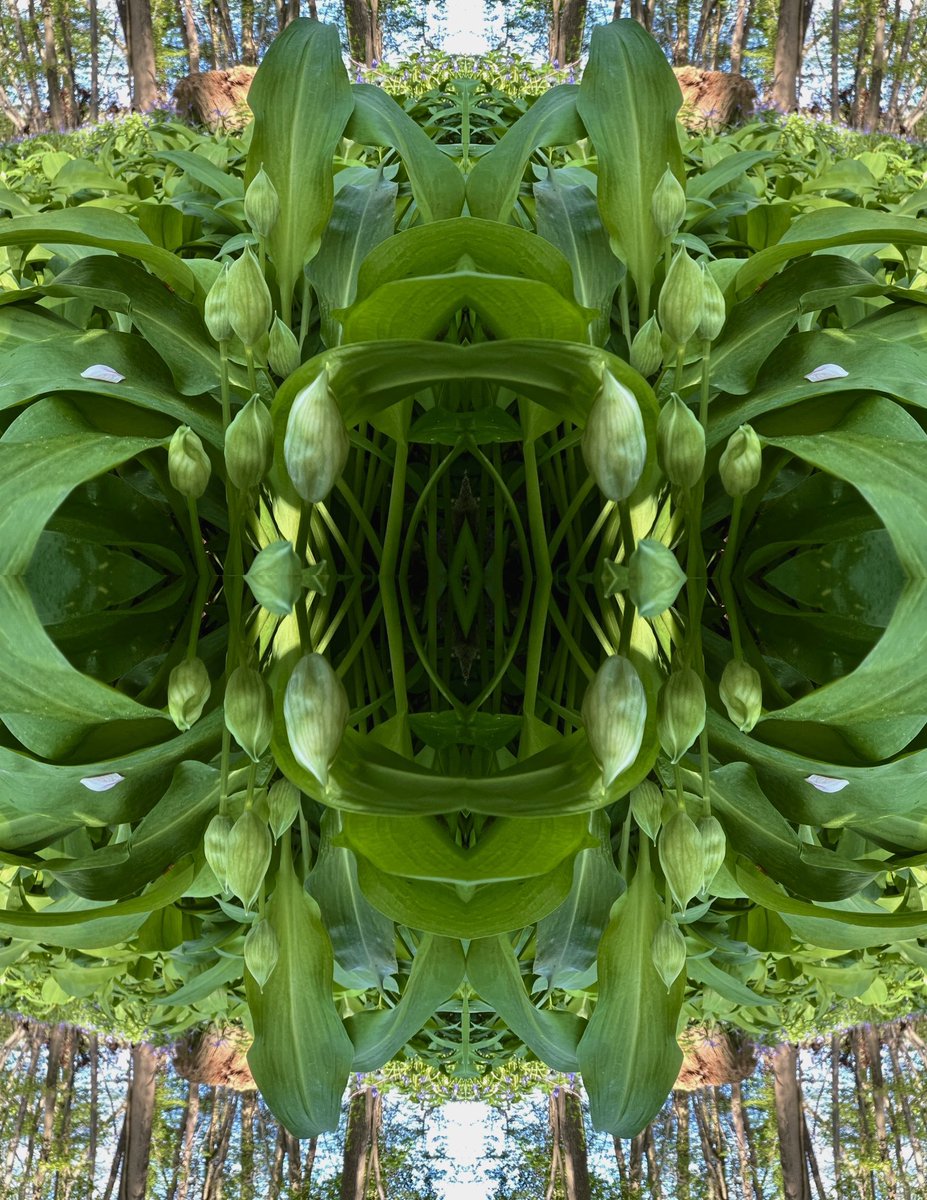 From the fragrant forest floor… it’s a mandala of wild garlic for today’s #SymmetrySunday.