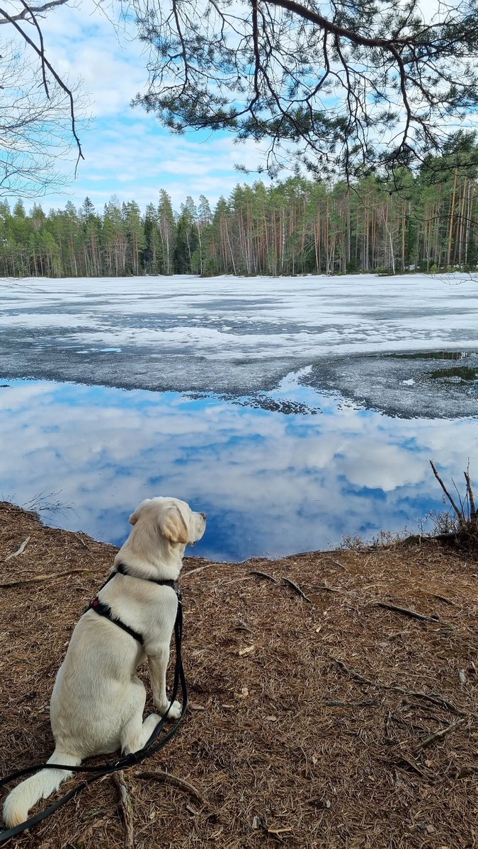 TyttiJ's tweet photo. @MoisioJuha Täällä ihailtiin jäidenlähtöä ja eräs innokas uimari haaveili jo pulahduksesta 😄. Koirat, mainoita tyyppejä. https://t.co/WStfyGxay9