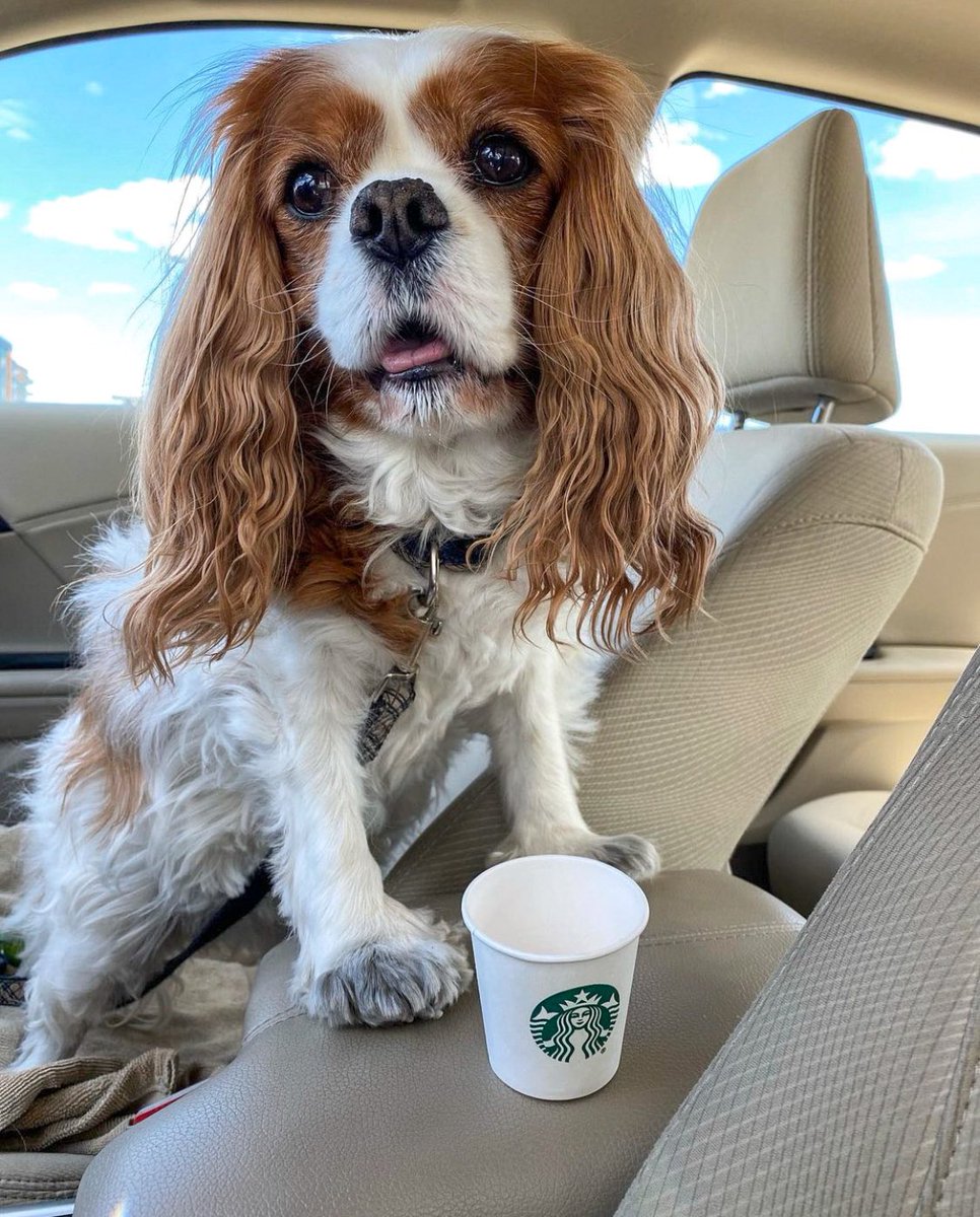 Dogs of MSP tweet media