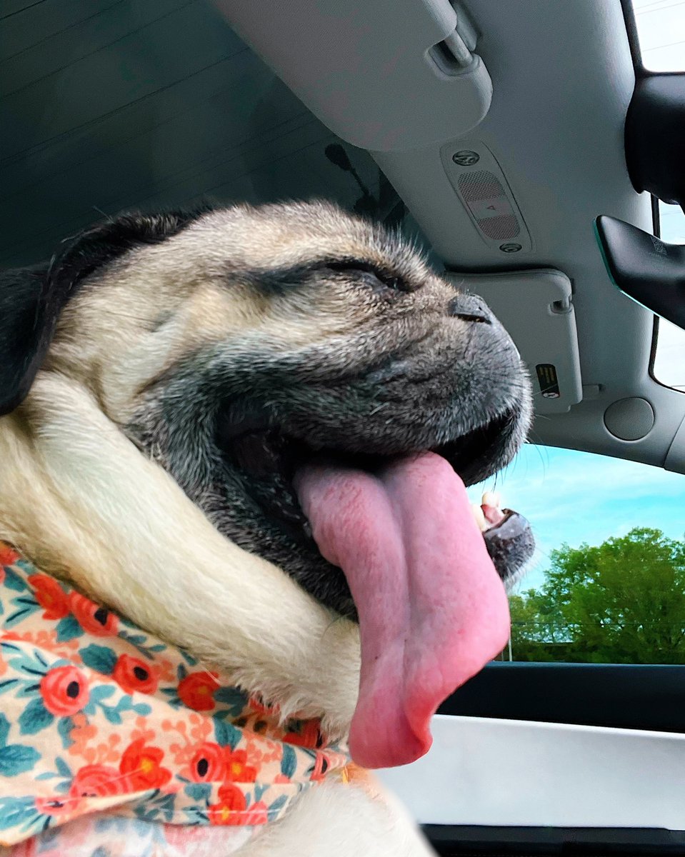 itsdougthepug's tweet photo. When ur so happy and let ur tongue fly free 😝 https://t.co/pc3sn0AhOu
