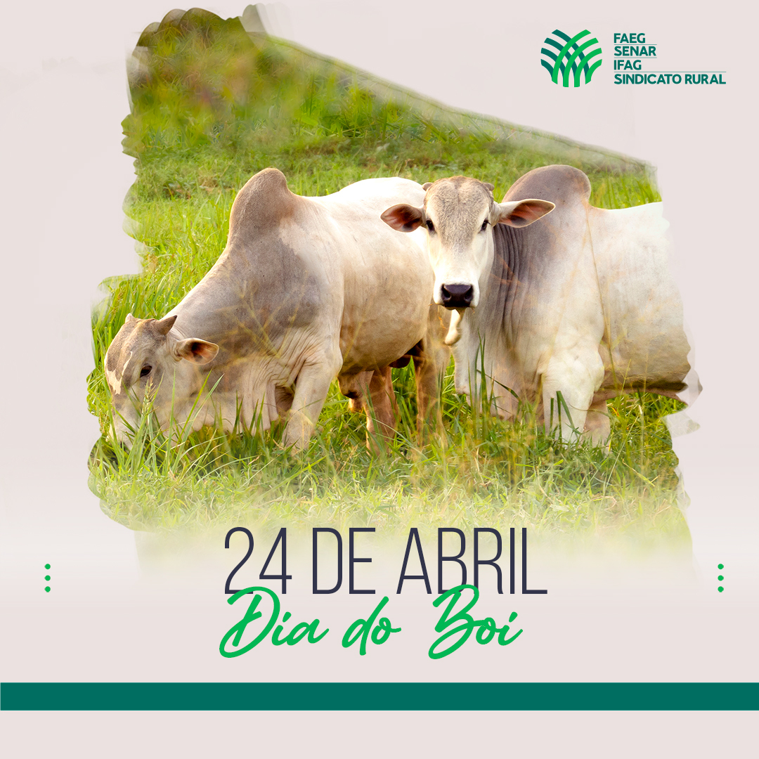 SistemaFaeg's tweet photo. Uma bela homenagem para a pecuária brasileira, que é destaque mundial em qualidade, sustentabilidade e produtividade.
⠀
#DiadoBoi #Pecuaria #SistemaFaeg #SenarGoias #IFAG #SindicatosRurais https://t.co/VdtI2445Xd