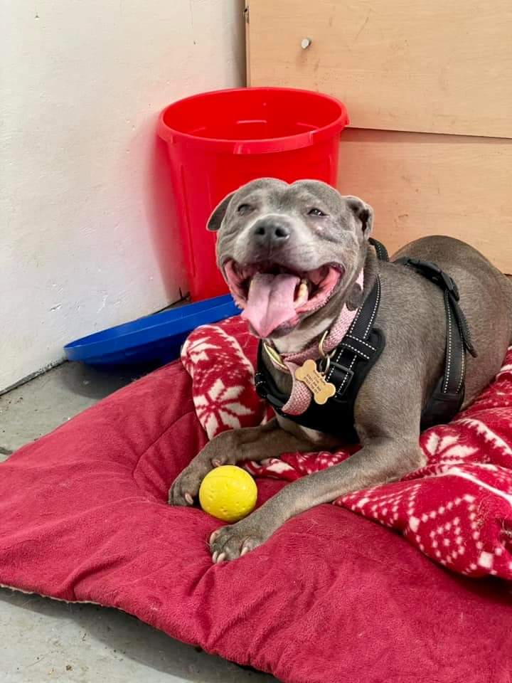 Good afternoon Staffy Lovers, Narla here to let you all know that she's still waiting patiently for her special someone to notice her, could that someone be you???
Read all about her by clicking on this link...
seniorstaffyclub.co.uk/adopt-a-staffy… #seniorstaffy #TeamZay