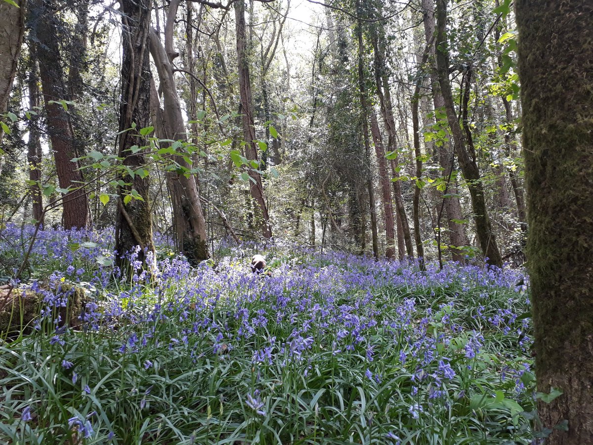 RobJames68's tweet photo. Breakfast out, followed by a walk at Catherington Down, then along to Southwick Tea Rooms for a cuppa and cake, followed by a walk in the Forest of Bere to see the bluebells. Think we'll all sleep well tonight. #HappyDog #DynamicDog #SundayFun https://t.co/PluOYG7trk