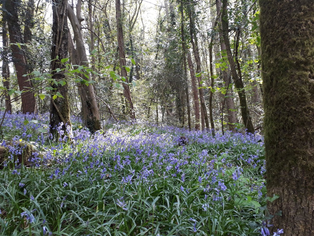 RobJames68's tweet photo. Breakfast out, followed by a walk at Catherington Down, then along to Southwick Tea Rooms for a cuppa and cake, followed by a walk in the Forest of Bere to see the bluebells. Think we'll all sleep well tonight. #HappyDog #DynamicDog #SundayFun https://t.co/PluOYG7trk