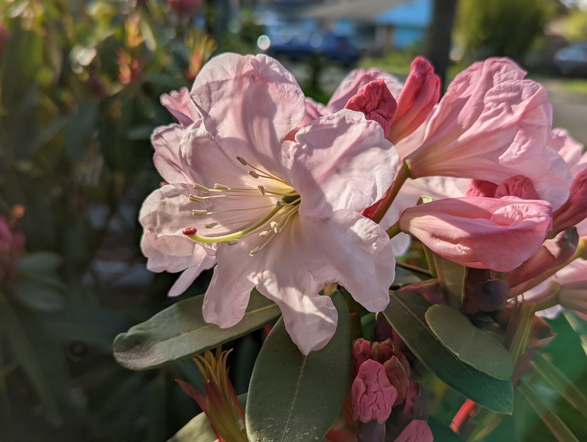 Spring might be feeling a bit sheepish for oversleeping, but it's doing its best to make up for lost time. (Rhododendron 'Emma and May')