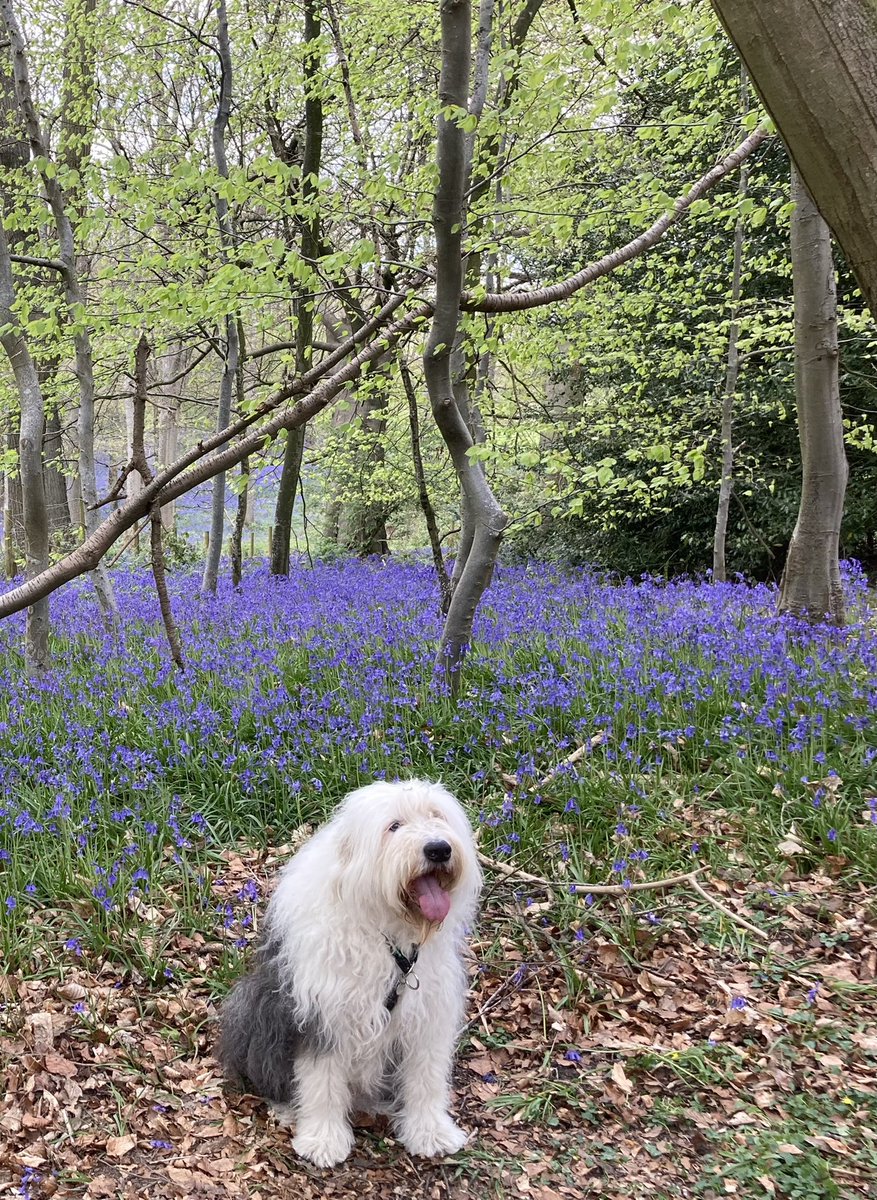 Lovely day out enjoying the #bluebells @NTGreysCourt. It’s a sea of blue!