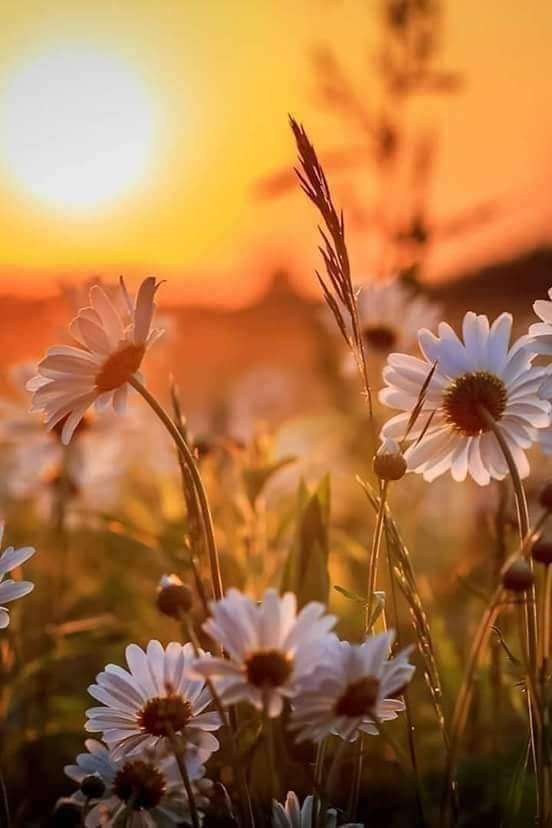 "Hz. Yusuf Şöyle Dua edermiş:
Ya Rabbim! Kaderimde muhtaç olmak varsa, 
bu muhtaçlık sadece Sana olsun. 
Beni senden başkasına muhtaç etme ya Rabbim."🤲

Hayırlı iftarlar ✨
#Ramazan