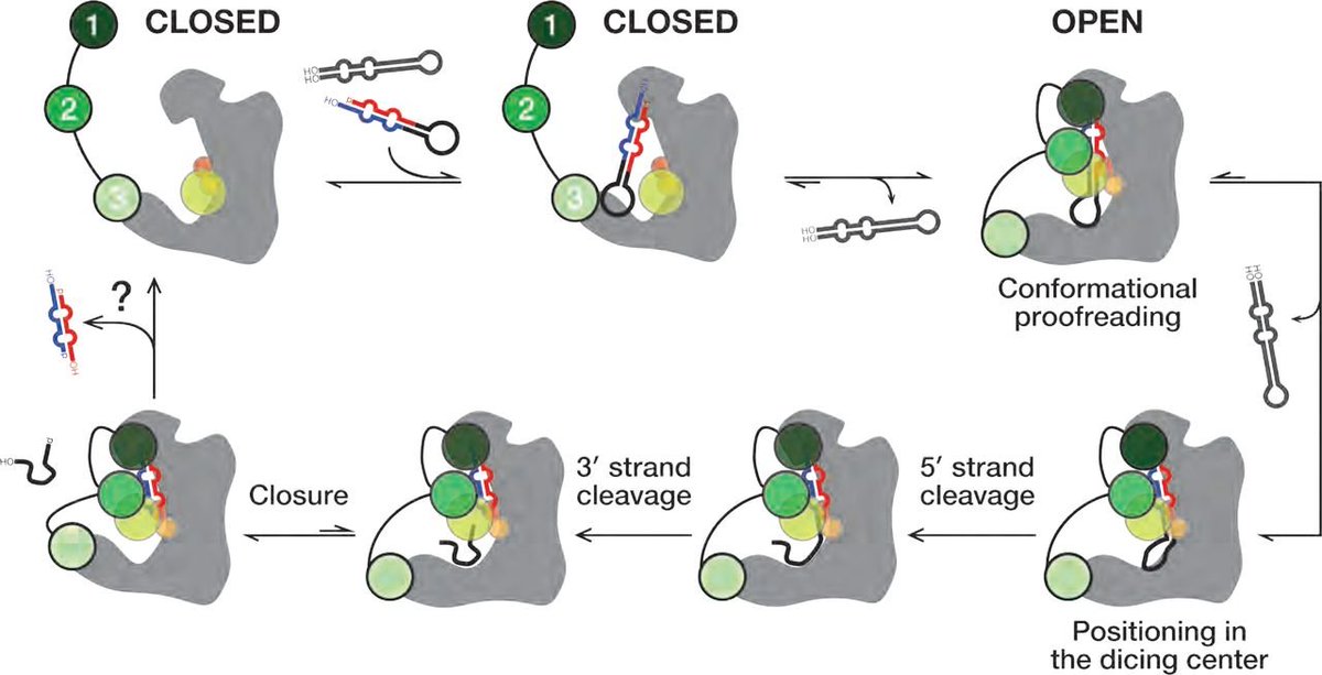 Small RNA papers tweet media