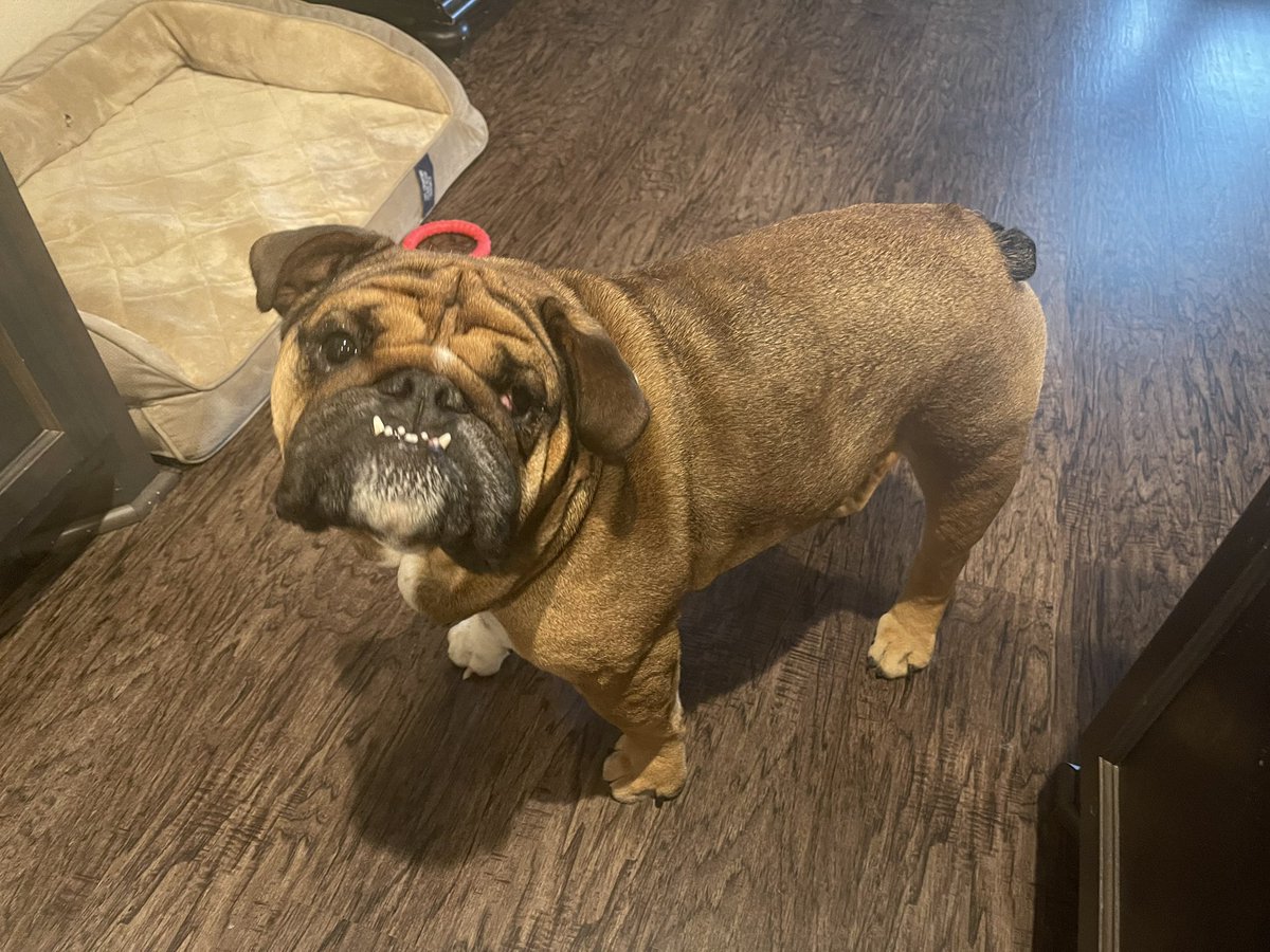 ttipps4's tweet photo. Free English Bulldog to a good home. Message me if interested. https://t.co/xzhENKpGcm