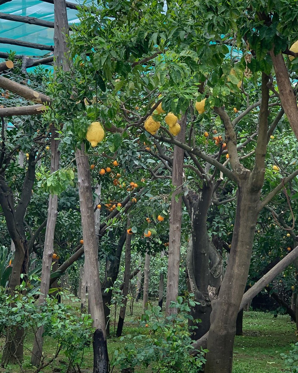 ChattyChatot's tweet photo. Me and birbsupport are back But We one more chatot adventure🦜🇮🇹 visiting A lemon 🍋 farm in Sorrento #girlgamer #smalltwitchstreamer #twitchstreamer #twitchaffiliate #smallcontentcreator #twitch #smallstreamer #supportsmallstreamers #chatot #italy #lemonfarm  #sorrentolemons https://t.co/4i6RFs540B
