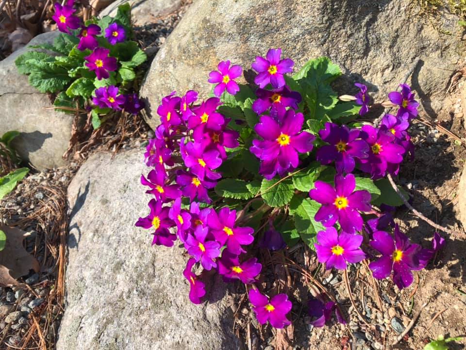 Primroses on pond rock wall #garden #flower